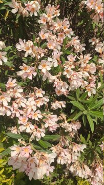 White pinkinsh flower in the garden