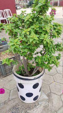 plants in a plastic bucket eco friendly recycling