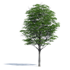 3d tree isolated on white background