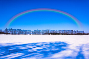 Fototapeta na wymiar 帯広郊外の防雪林にかかる虹