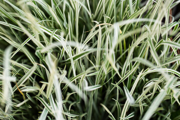 grass with dew