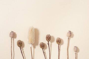 Dry poppy in buds, cone plant on beige color. Minimal style autumn aesthetic image