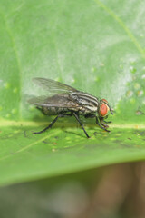 Insect fly staying still on the leaf