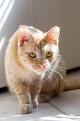 Buff Tabby Cat ready to pounce