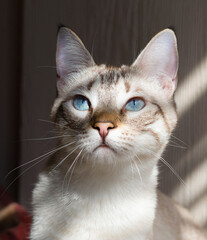 Lynx point Siamese cat