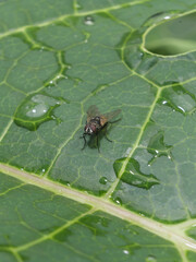 Insect fly staying still on the leaf