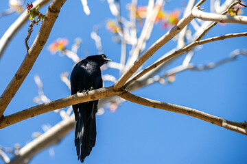 Grackle in a tree
