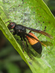 Hornet finding food to eat on the leaf of garden