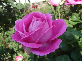 pink rose bush