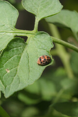 Closeup of the life of ladybug on the leaf