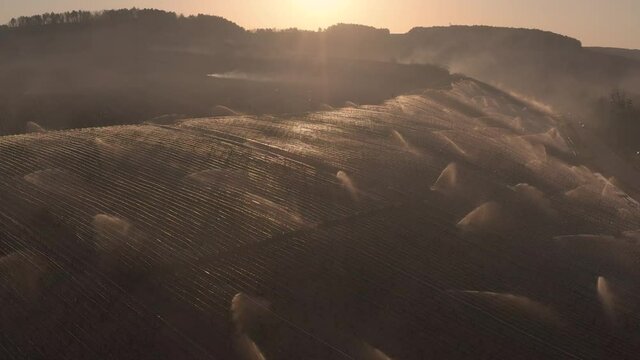 Aerial view of the Vineyards in Chablis, France. Sprinklers are causing frost on the plants during sunrise.