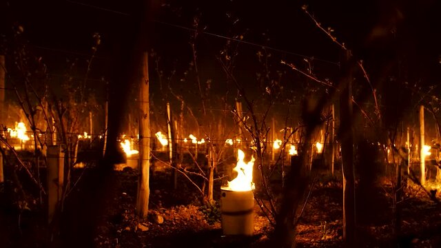 medium shot of Candles burning to heat up the Vineyards in Chablis, France. Slow motion