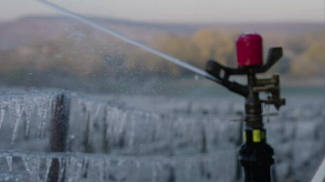 Tight slow motion shot of sprinklers spraying water on the plants to protect them from the cold in the vineyards of Chablis, France