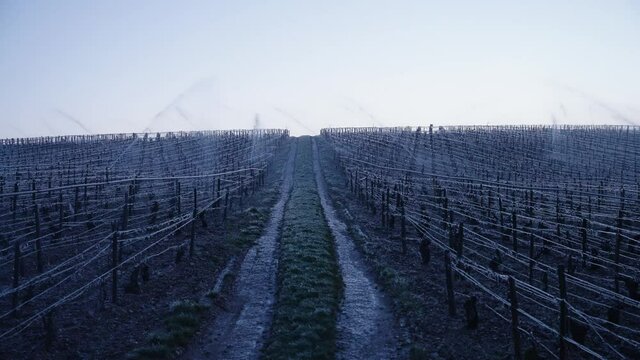Sprinklers spraying the plants with water to protect them from the cold in the Vineyards of Chablis, France. Sunrise