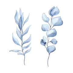 Watercolor drawing of indigo eucalyptus branches. Perfect for printing, web, textile design, scrapbooking. © Irina