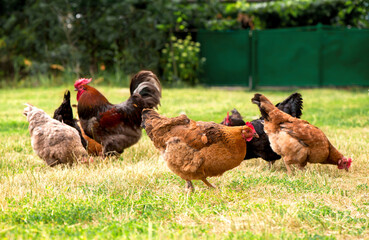 Rooster and chickens grazing on the grass.