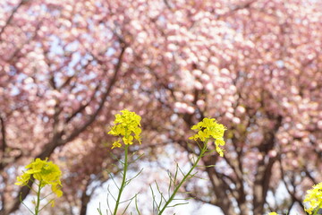 yellow Rape flowers and pink cherry blossom flowers are blooming in a park in May and April in Spring time in Japan.