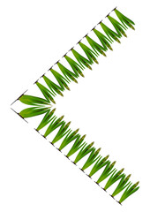 Spring. They cursed from the bulbs of hyacinth. Frame on a vertical white sheet of A4 format.