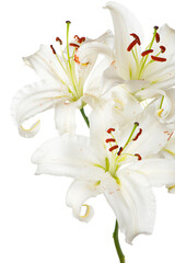 Fototapeta na wymiar Bouquet of white lilies isolated on white .