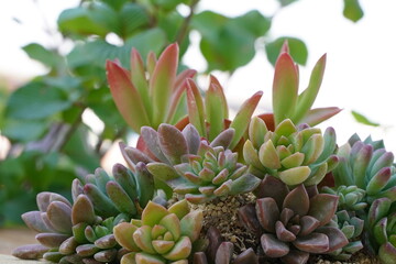 Fototapeta premium many kinds pf spoiled child plants, succulent plant, or succulents,a fleshy plants. Yokohama, Japan.