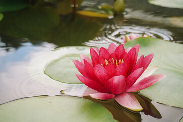 Lotus flower in garden. Beautiful nature pink budding lotus flowers and Lotus flower plants Water lilies