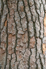 Bark of pine tree. Natural coniferous bark background