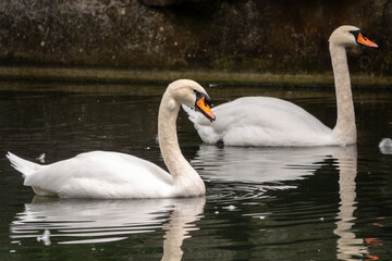 Two graceful white swans swim in the dark water.