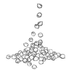 Hand drawn sketch black and white sorghum heap, pile, grain, seeds. Vector illustration. Elements in graphic style label, card, sticker, menu, package. Engraved style illustration.