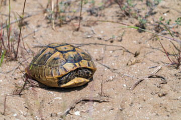Land steppe turtle