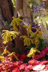 Light green and yellow plants like bananas. at a park in Yamashita park in Yokohama, Japan in March and April, spring time.