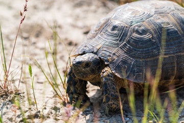 Land steppe turtle