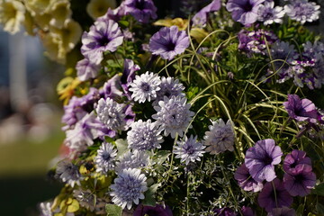 Purple flowers are blooming at a park in Yamashita park in Yokohama, Japan in March and April, spring time.