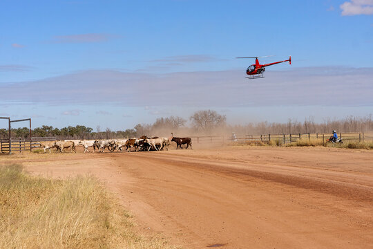 Modern cattle mustering with a helicopter and motorbikes instead of horses in central Queensland, Australia with copy space.
