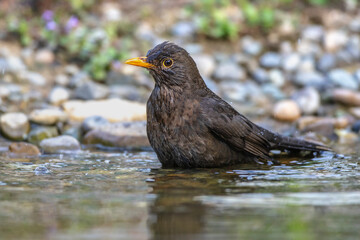 Amsel (Turdus merula) Weibchen