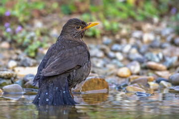 Amsel (Turdus merula) Weibchen