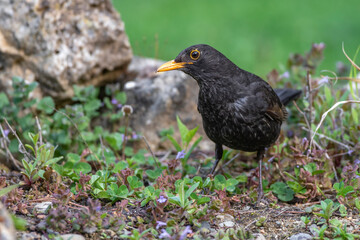 Amsel (Turdus merula) Männchen