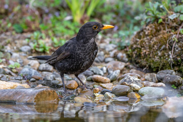 Amsel (Turdus merula) M&auml;nnchen
