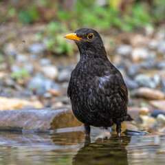 Amsel (Turdus merula) Männchen