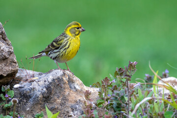 Girlitz (Serinus serinus) Männchen