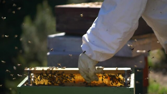 Close-up of a beekeeper removing honey from hives