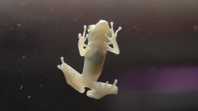 Common Tree Frog (Polypedates leucomystax) also known as four-lined tree frog, golden tree or striped tree frog stick on glass, close up abdomen bottom view.