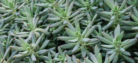 Fototapeta premium Closeup image of Graptoveria sp cactus in botanic garden