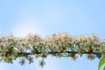 White cherry flowers on blue skt background. The branches of a blossoming Cherry tree with white flowers.