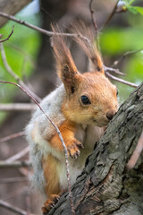 The squirrel sits on a branches in the spring or summer.