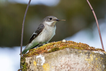 Halsbandschnäpper (Ficedula albicollis) Weibchen