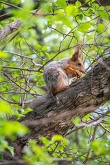 Obraz premium The squirrel with nut sits on a branches in the spring or summer.