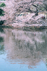 池に映る桜