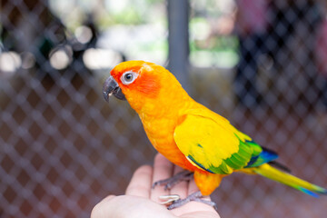 A trip in the zoo, feeding the Parrot in the large cage.
The parrot came to eat the sunflower seeds in hand.