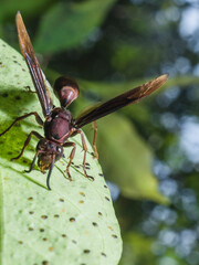 Hornet Insect on the leaf try to find food
