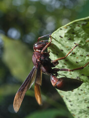 Hornet Insect on the leaf try to find food